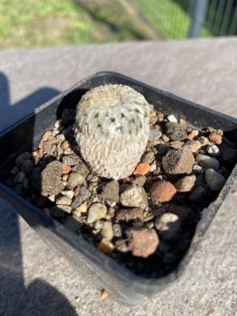 Turbinicarpus pseudopectinatus